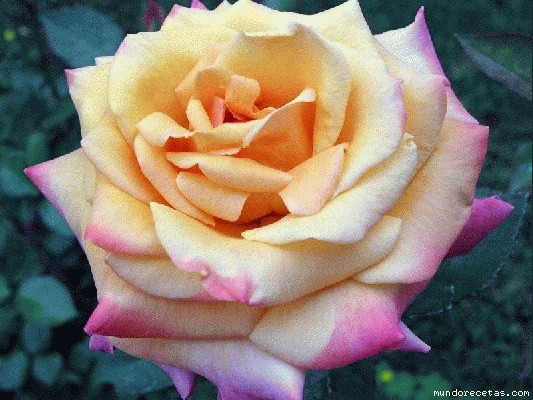 Imagen