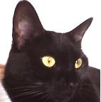 Avatar de Usuario