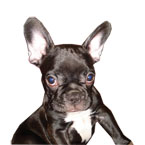 Avatar de Usuario