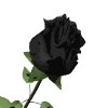 Avatar de Usuario