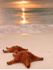 post-123816-14375574815129_thumb.gif