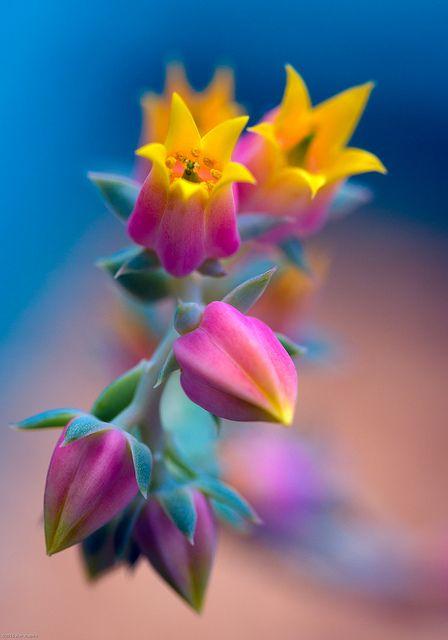 flores.thumb.jpg.ff5a90935050017899e9279