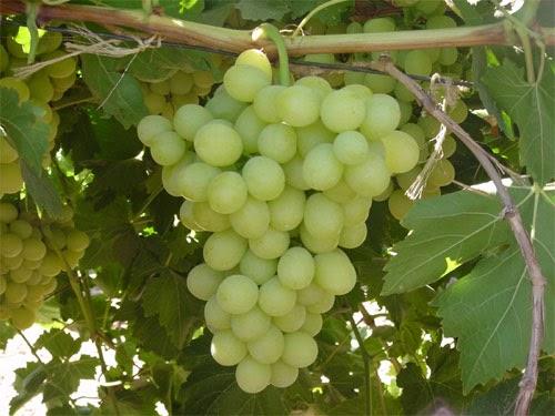 racimo de uvas.jpg