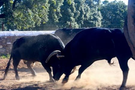 toros bravos peleando 1.jpg