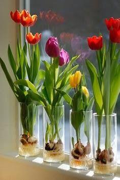 flores.thumb.jpg.530cb1b7506a6aa23427d26