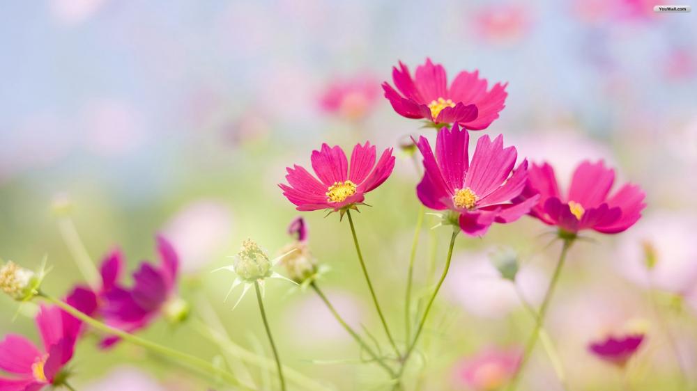 flores.thumb.jpg.8e1080bce9d81d7c526ede1