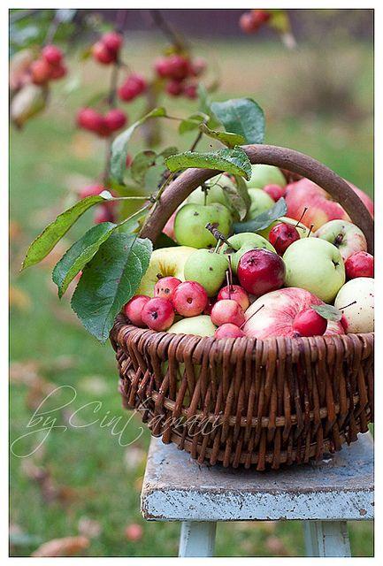 fruta.thumb.jpg.409dbe7f3d9aaf034e8b2e59