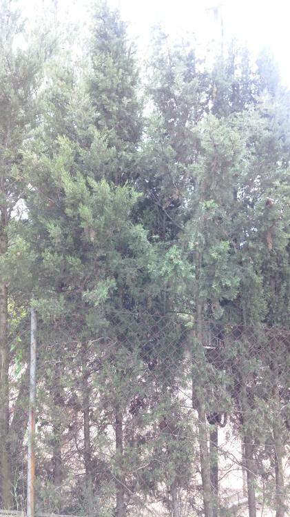 IMG-20151024-WA0026.thumb.jpeg.46e457867