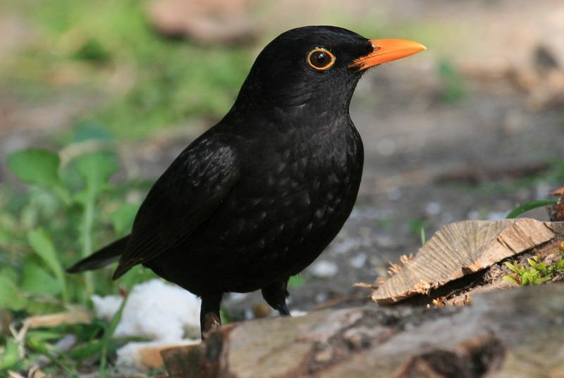 IMG_1703.thumb.jpg.6e202514881b4fddaf0d9