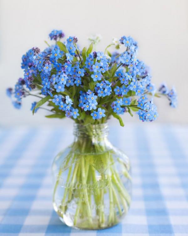 flores.thumb.jpg.9dd0511efc60ea902b84c2c