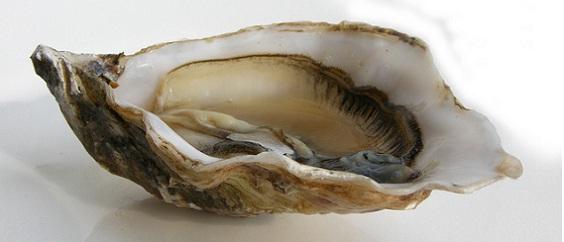 ostras1.thumb.jpg.970c576aefdaf6ac677614