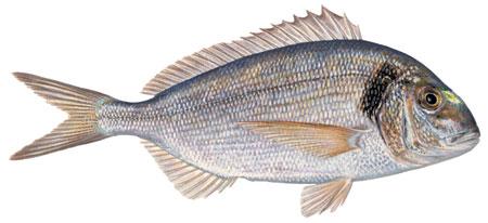 seabream.jpg