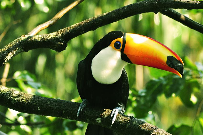 tucan1.jpg