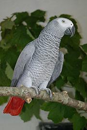 yaco o loro gris africano.jpg