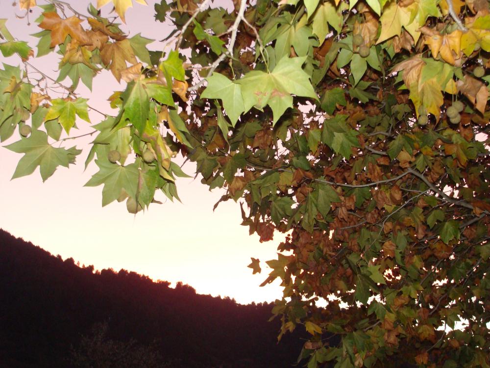 DSC03744.thumb.JPG.af0db34b5f6806eb7f7ae