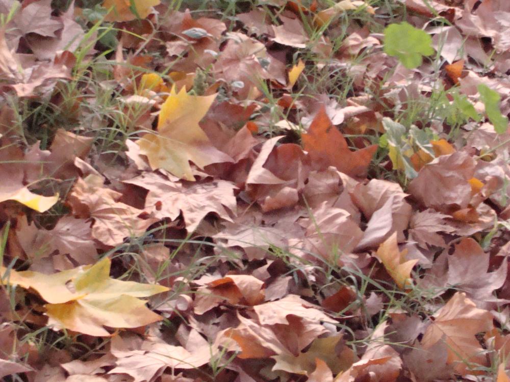 DSC03749.thumb.JPG.e600cd7b30097dba8d0e7