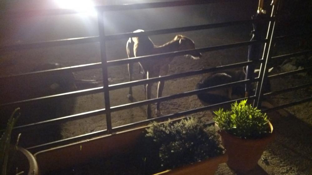 IMG-20151107-WA0080.thumb.jpeg.7739340a9