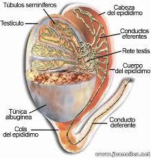 descarga.thumb.jpg.83b786eaafd9802f77079