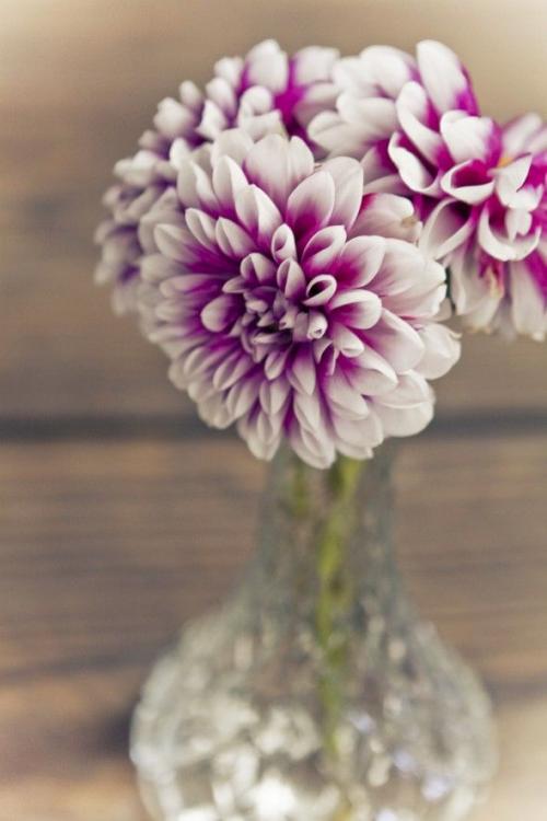 flores.thumb.jpg.bf66a8db90b05b6cfd19d9f
