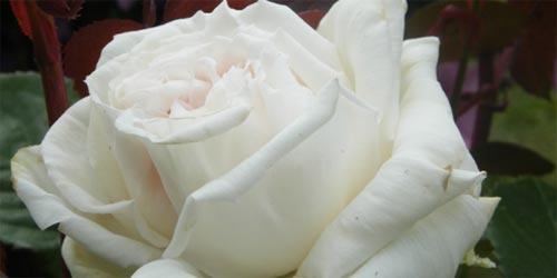rosas-blancas-p.jpg