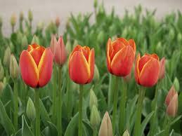tulipan.jpg