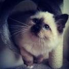 ^Sylvya^