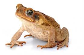 descarga.jpg.ac81539dbe03c41262a7c3cec26