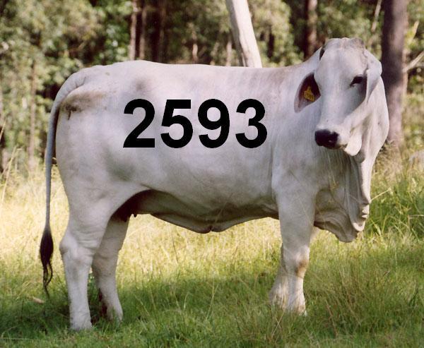 2593.jpg.98232ad3038a95fa5743cc49a5ca754