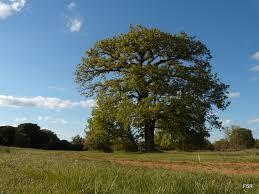 descarga.jpg.00b88ce2b13ffe82cdb1e34aa77