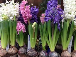 descarga.jpg.97eb63aaf5480033a7788da3d85