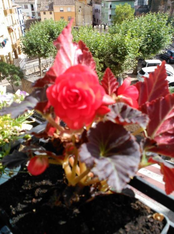 IMG_20160723_175845.jpg