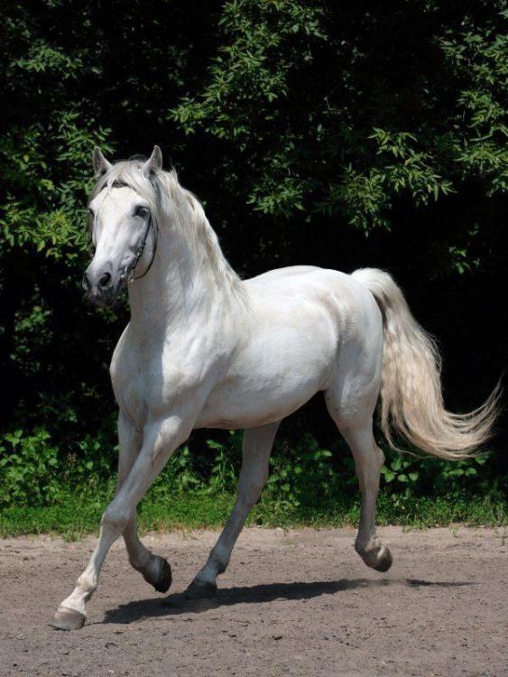 caballo-blanco-andaluz.jpg