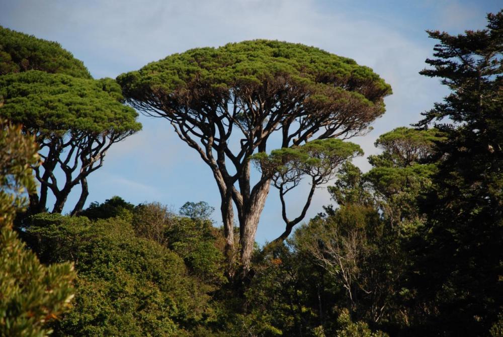 pinus_pinea_wellington_botanic_gardens.jpg