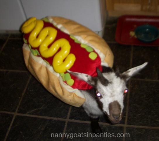 goat-hot-dog-ngip.jpg.8a28333dc32bb771a9faa5d009002a7f.jpg