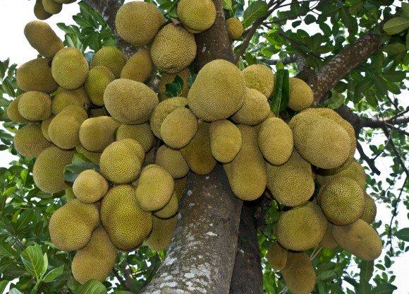 Jackfruit_National_fruit_of_Bangladesh-580x416.jpg.030bd0095b83529aaf324324b75ccc8d.jpg