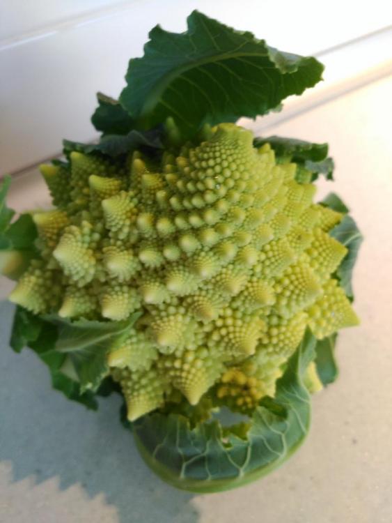 romanesco.jpg