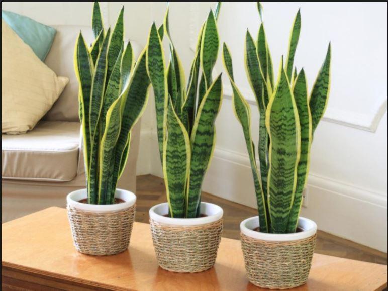 5ad08c7fce491_gruposansevieria.JPG.8812be7fe7940b1fc834090debd210fb.JPG