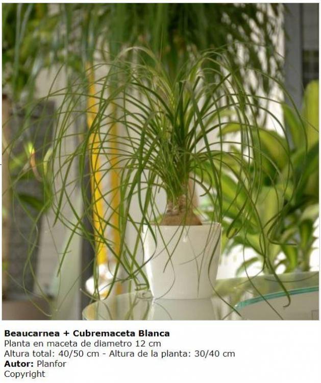 Beaucarnea.thumb.JPG.ee471c43cfe7a98eab7f1ccc5bd1f3bb.JPG