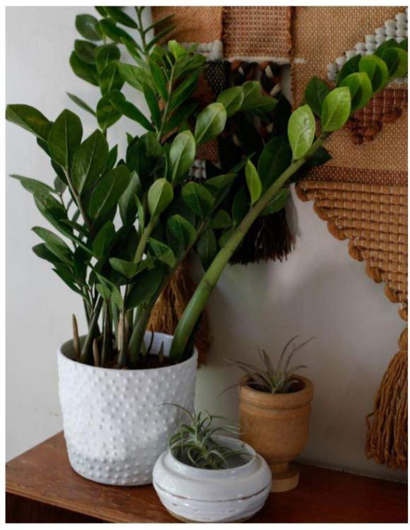 Zamioculcas.JPG