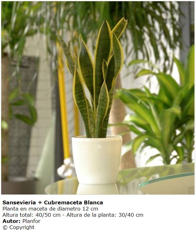 sansevieria.JPG.a735ce163ba0bde94e8b2bd7c268103e.JPG