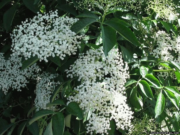Receta de Jarabe de flores de saco (Sambucus nigra)